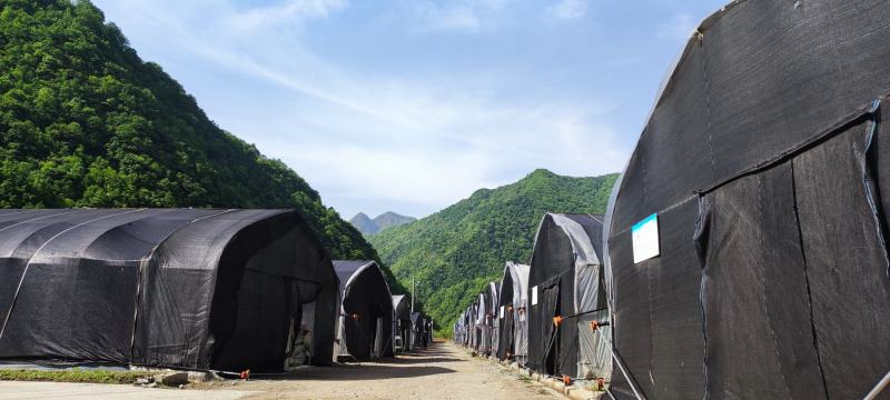 【柞水木耳】小耳农场自有基地
