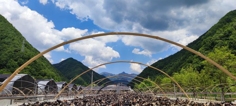 【柞水木耳】小耳农场自有基地