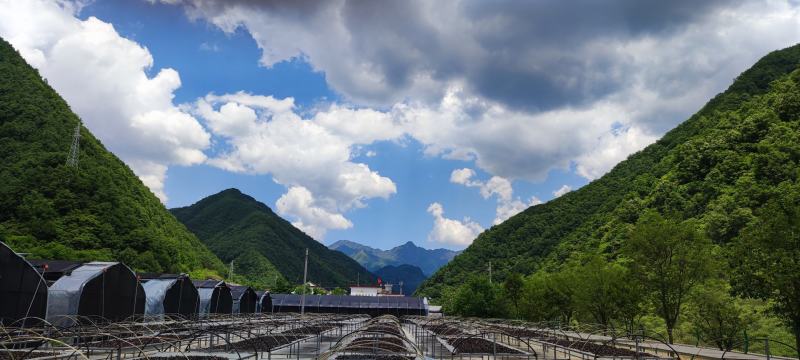 【柞水木耳】小耳农场自有基地