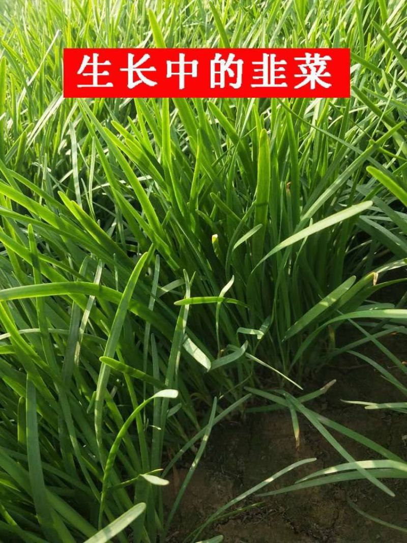 韭菜种子四季播撒大小宽细叶紫根农家大田阳台盆栽特大号浓香