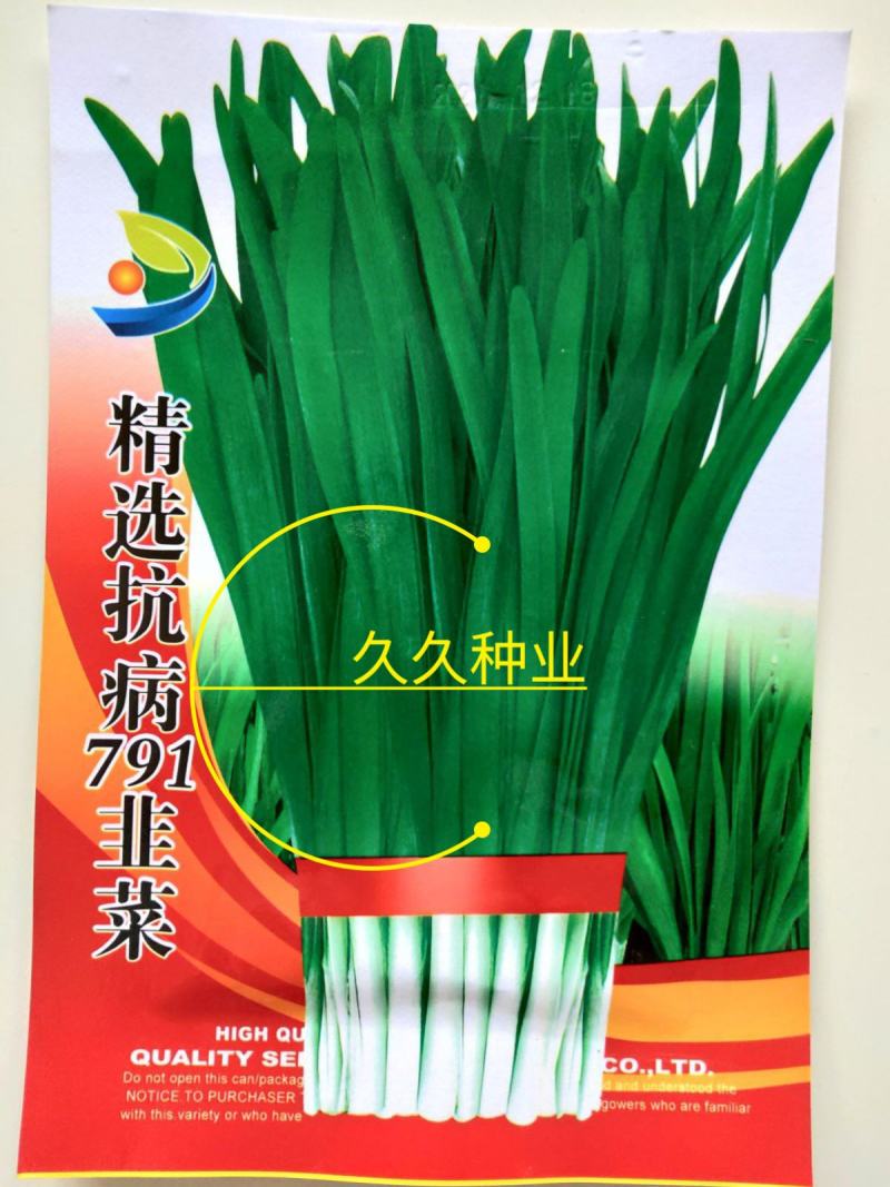 韭菜种子四季播撒大小宽细叶紫根农家大田阳台盆栽特大号浓香