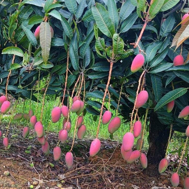 百色贵妃芒