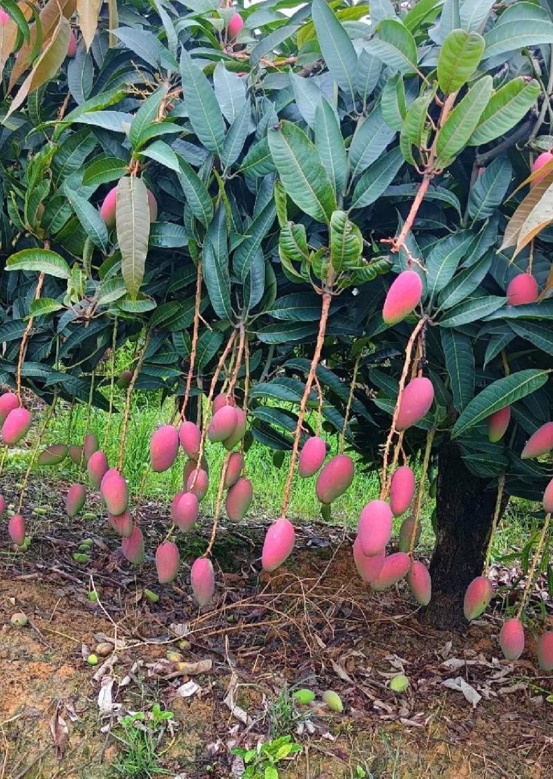 百色贵妃芒