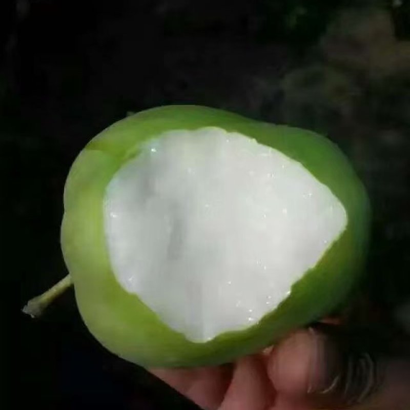 大量供应陕西早酥梨，需要的联系。