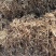 花生秧河南商丘民权牛羊草料量大从优欢迎咨询