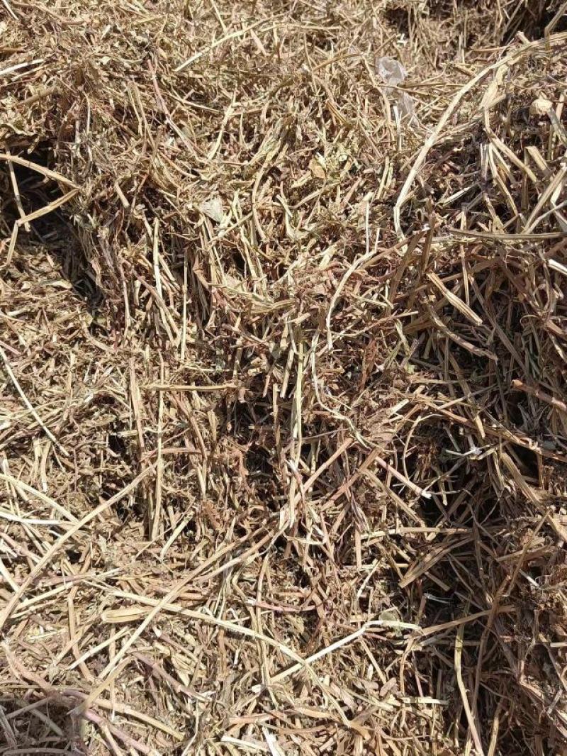 花生秧河南商丘民权牛羊草料量大从优欢迎咨询