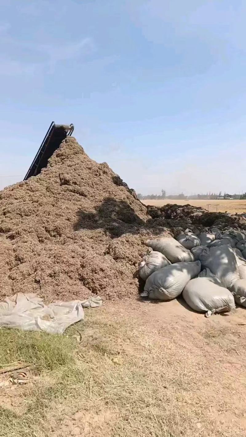 花生秧河南商丘民权牛羊草料量大从优欢迎咨询