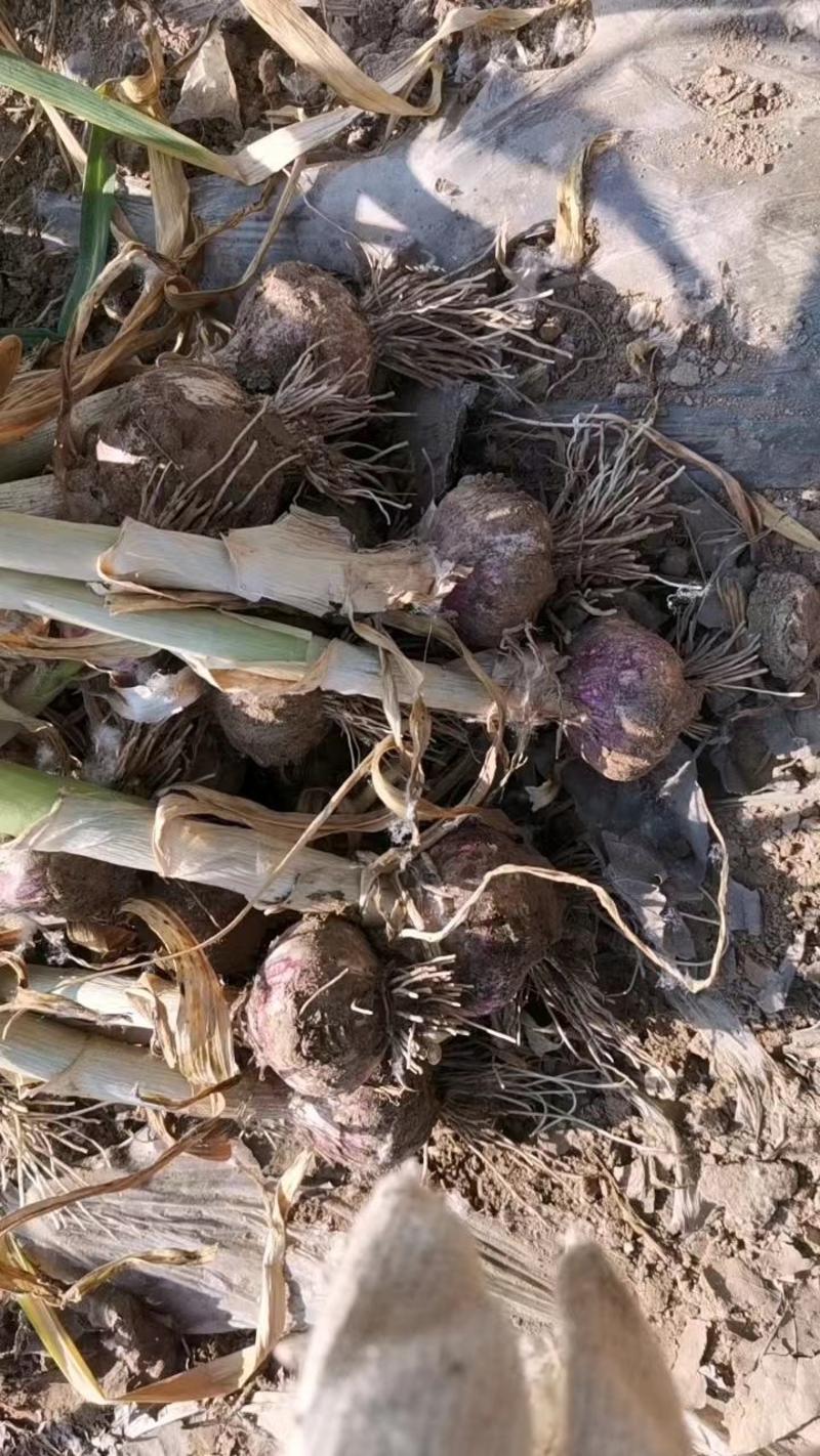 大蒜紫皮蒜河南民权紫皮大蒜量大从优对接各大市场