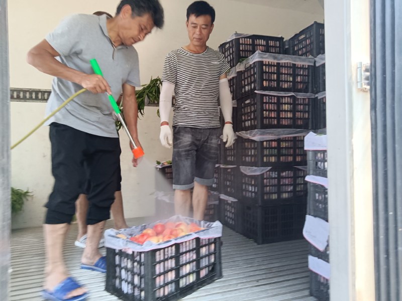 河南大桃，各个品种齐全，突围，沙红，水密桃等，香甜可口，