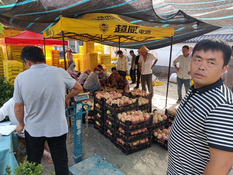 河南大桃，各个品种齐全，突围，沙红，水密桃等，香甜可口，