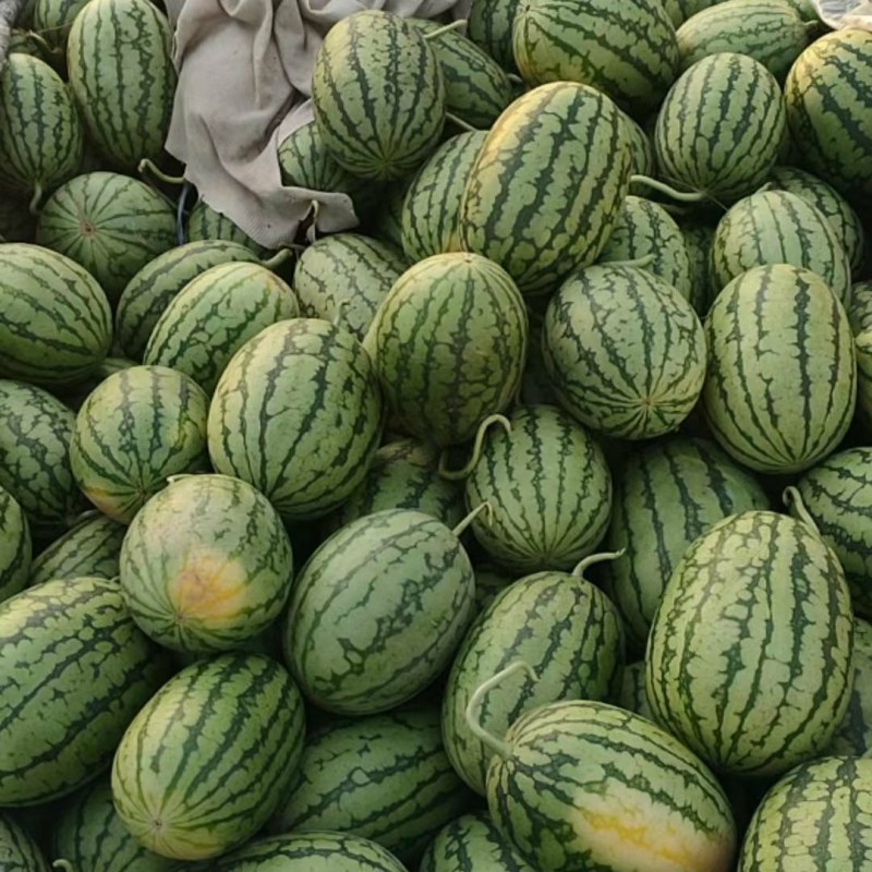 早春红玉西瓜大量上市，质量好，价格便宜，量大从优