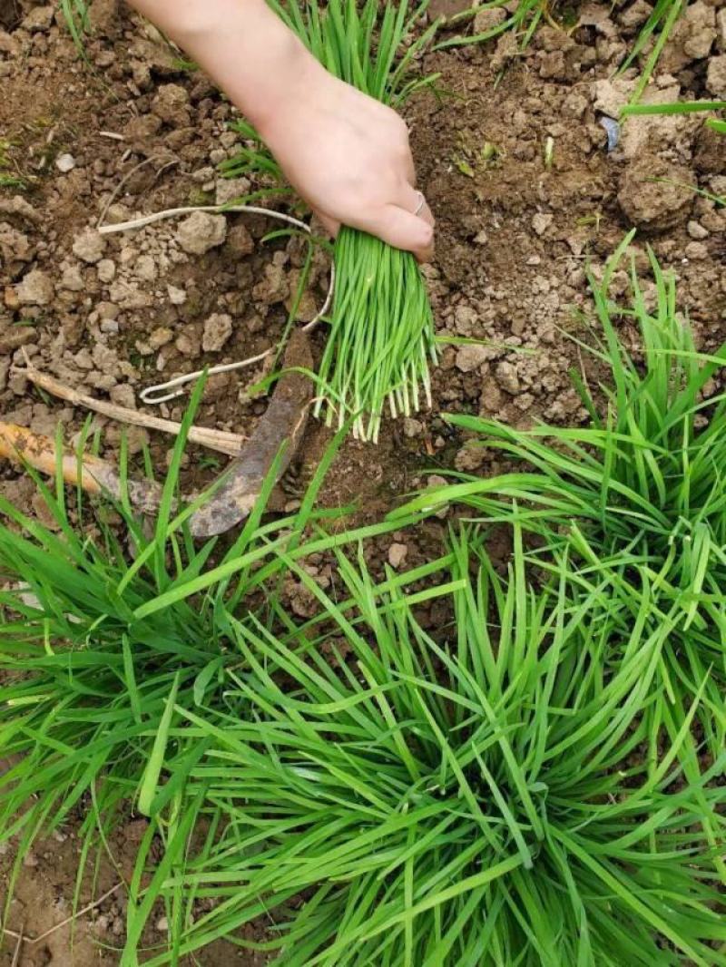 四季韭菜种子老品种小细叶韭菜种籽浓香阳台盆栽韭菜籽蔬菜种