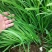 四季韭菜种子老品种小细叶韭菜种籽浓香阳台盆栽韭菜籽蔬菜种