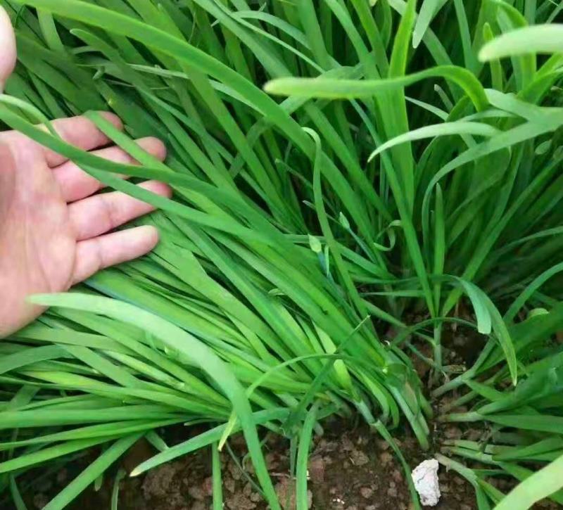 四季韭菜种子老品种小细叶韭菜种籽浓香阳台盆栽韭菜籽蔬菜种