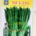 四季韭菜种子老品种小细叶韭菜种籽浓香阳台盆栽韭菜籽蔬菜种