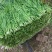 四季韭菜种子老品种小细叶韭菜种籽浓香阳台盆栽韭菜籽蔬菜种
