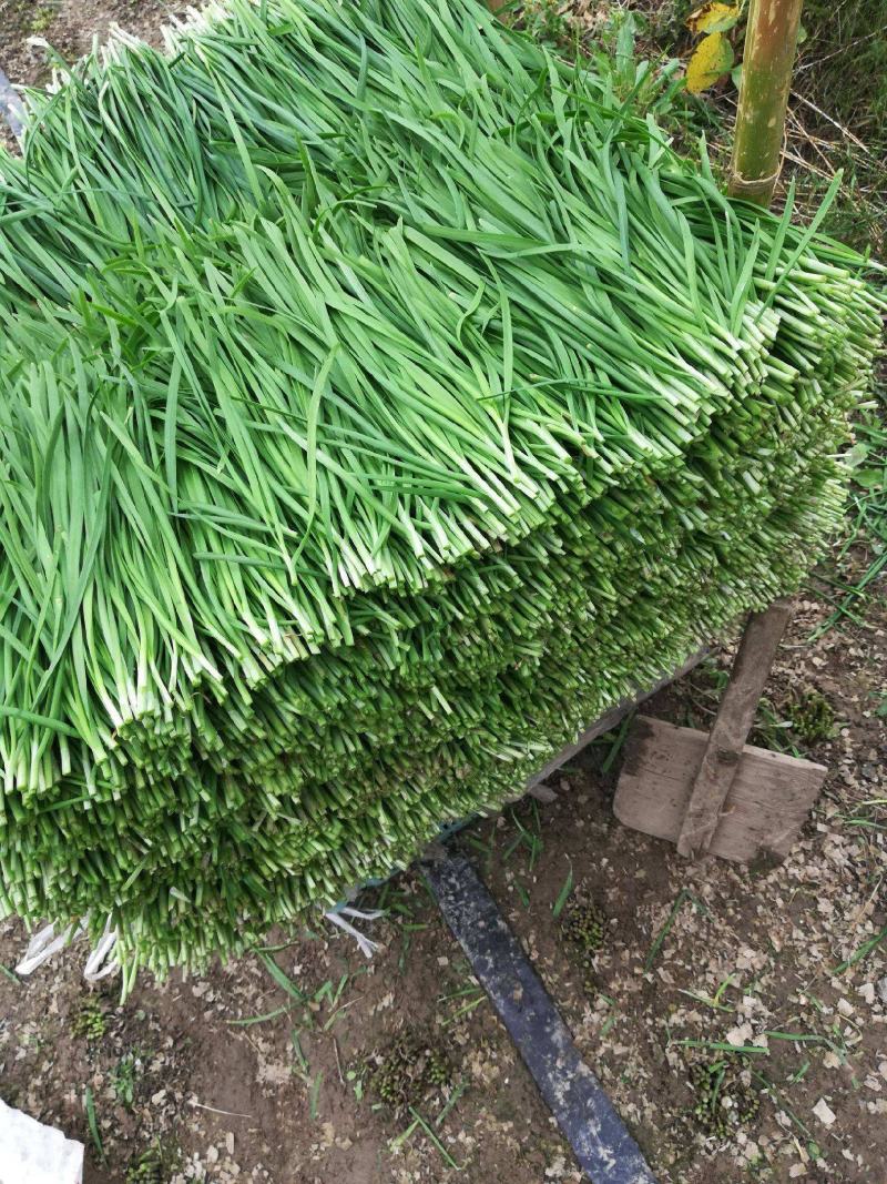 四季韭菜种子老品种小细叶韭菜种籽浓香阳台盆栽韭菜籽蔬菜种