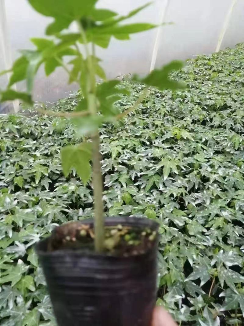 水果大青木瓜苗；大青红肉木瓜苗