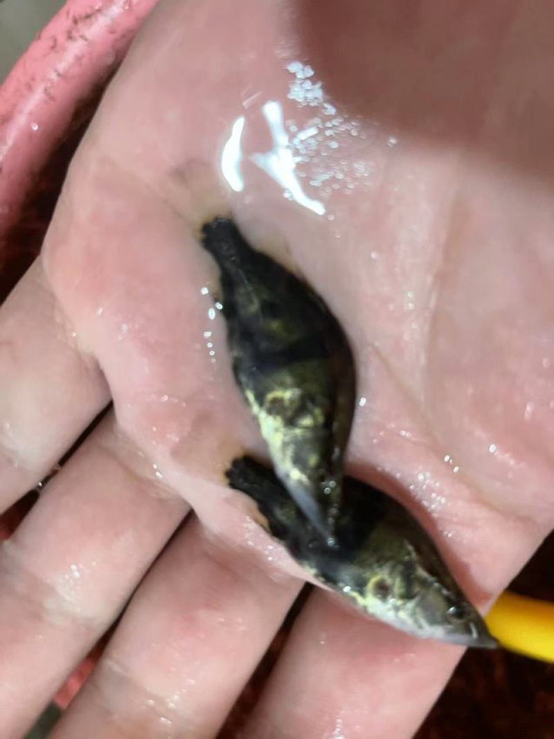 场地直销大量供应，桂花鱼苗，质量保证，欢迎世界各地接单。