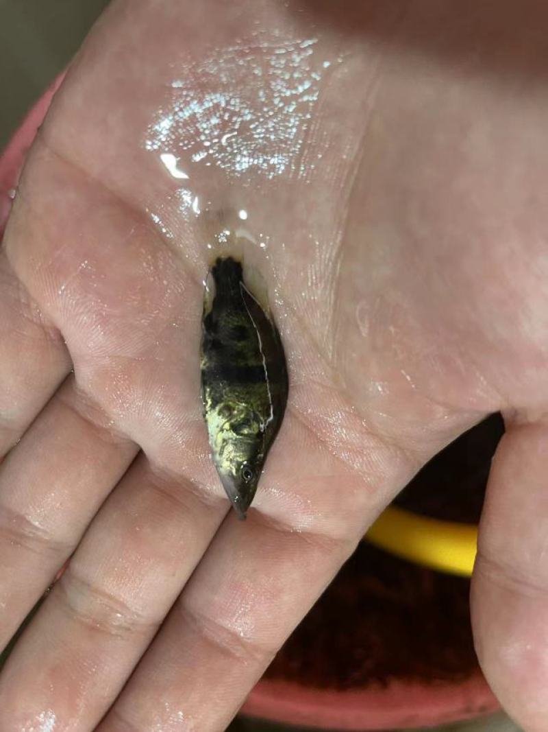 场地直销大量供应，桂花鱼苗，质量保证，欢迎世界各地接单。