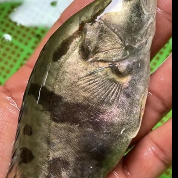 场地直销大量供应，桂花鱼苗，质量保证，欢迎世界各地接单。