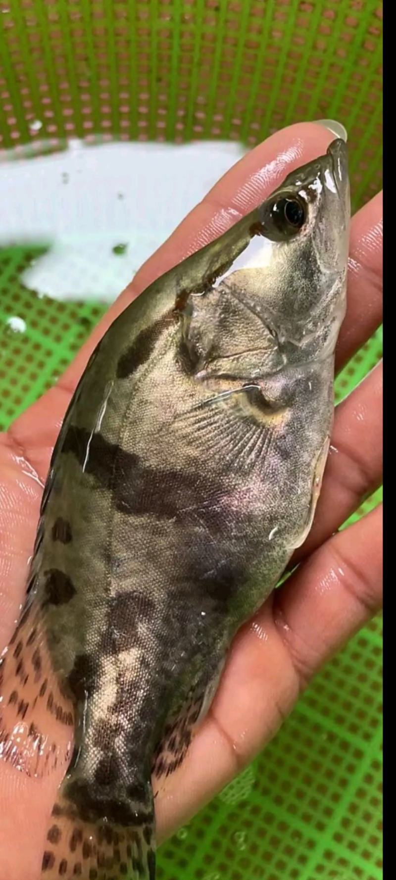 场地直销大量供应，桂花鱼苗，质量保证，欢迎世界各地接单。
