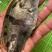 场地直销大量供应，桂花鱼苗，质量保证，欢迎世界各地接单。