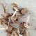 藏红花种苗种球产地直销批发零售效益高免费技术指导