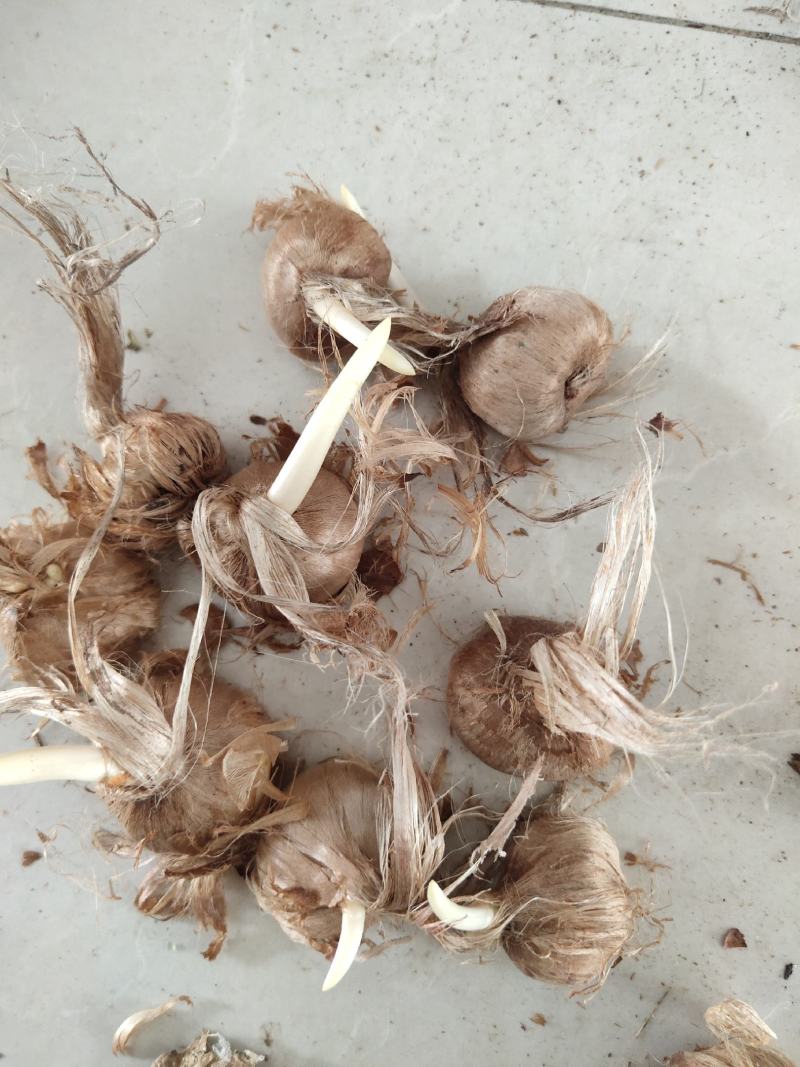 藏红花种苗种球产地直销批发零售效益高免费技术指导