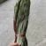 干粽叶（箬叶）自产自销精品粽叶，厂价直销欢迎订购