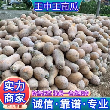 湖北南瓜精品王中王南瓜货源充足提供一条龙服欢迎联系
