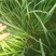 东盛九号韭菜种苗多年生韮菜籽盆栽不休眠四季蔬菜