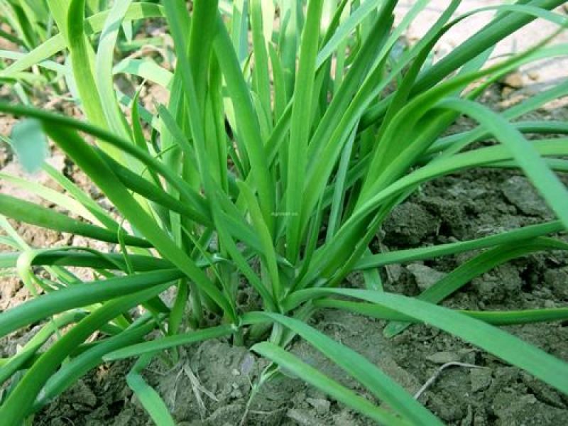 东盛九号韭菜种苗多年生韮菜籽盆栽不休眠四季蔬菜