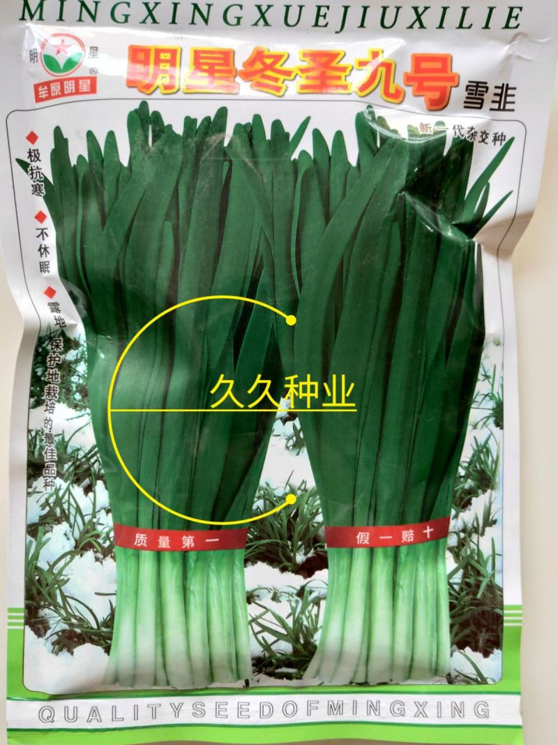 东盛九号韭菜种苗多年生韮菜籽盆栽不休眠四季蔬菜