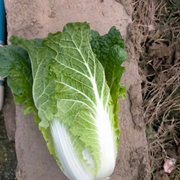 黄心大白菜
