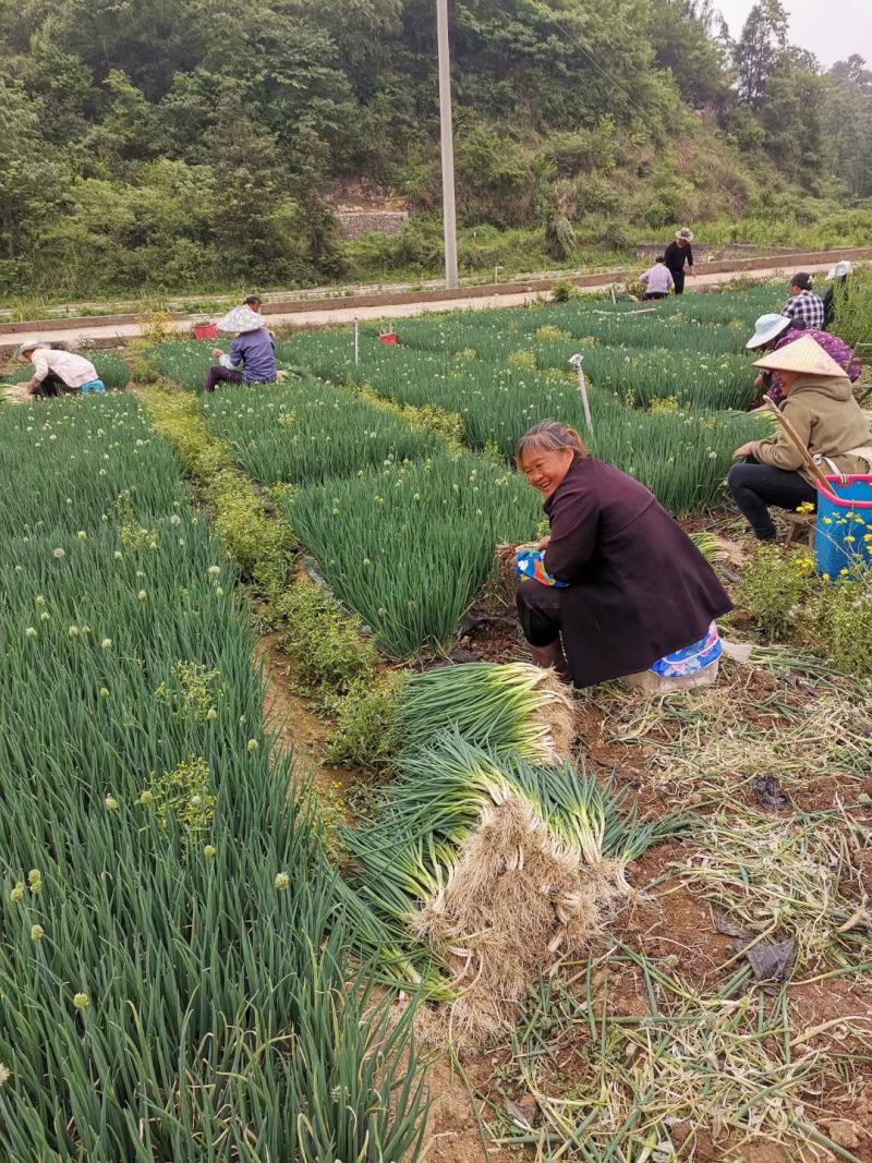 小葱香葱黑葱红葱五千亩大量供应