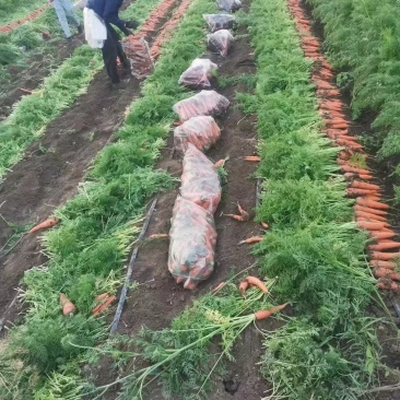 胡萝卜精品红萝卜大量供应