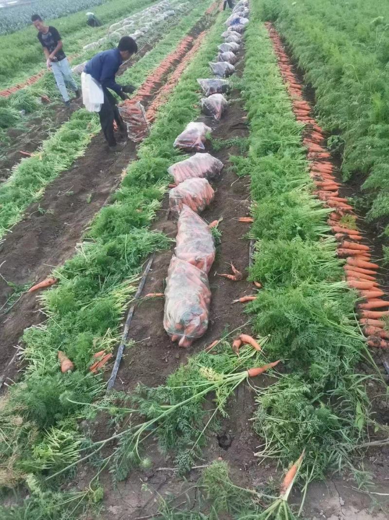 胡萝卜精品红萝卜大量供应