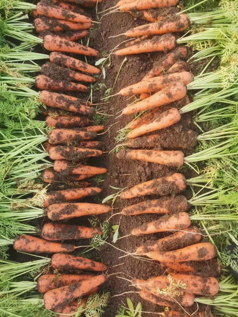 胡萝卜精品红萝卜大量供应