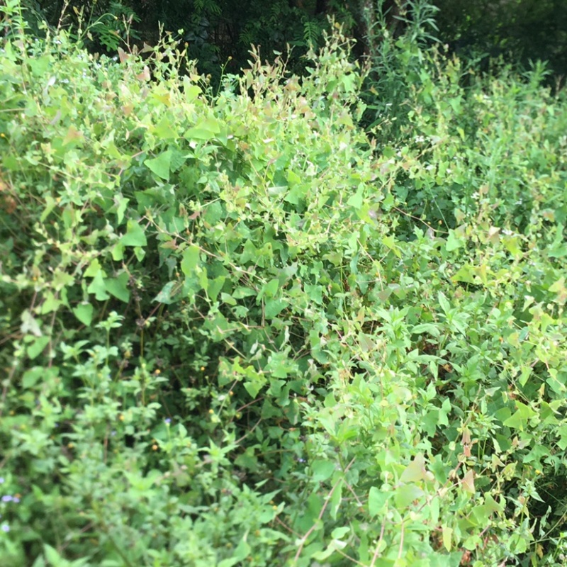 野生中草材料杠板归刺犁头老虎利老虎刺无硫日晒煲凉茶