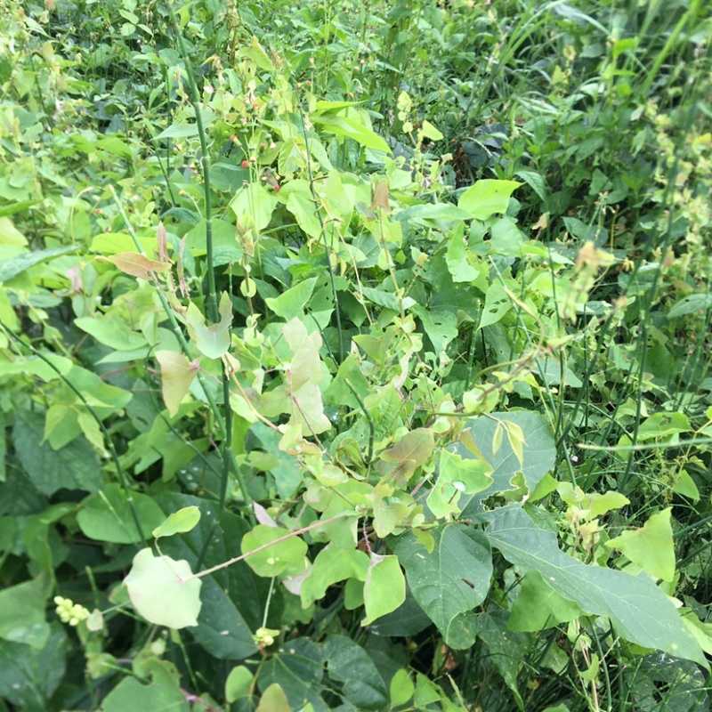 野生中草材料杠板归刺犁头老虎利老虎刺无硫日晒煲凉茶