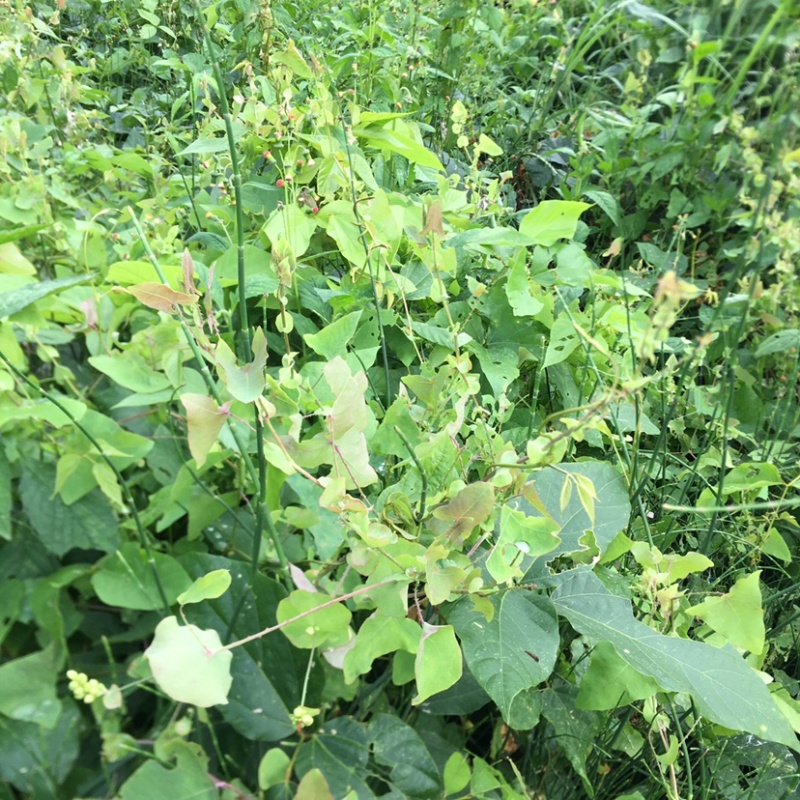 野生中草材料杠板归刺犁头老虎利老虎刺无硫日晒煲凉茶