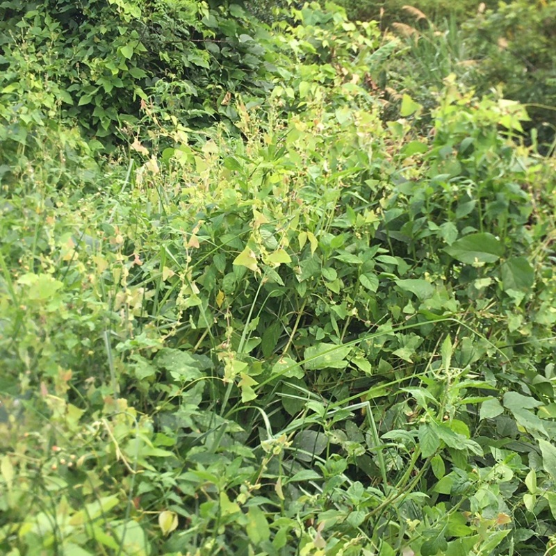 野生中草材料杠板归刺犁头老虎利老虎刺无硫日晒煲凉茶