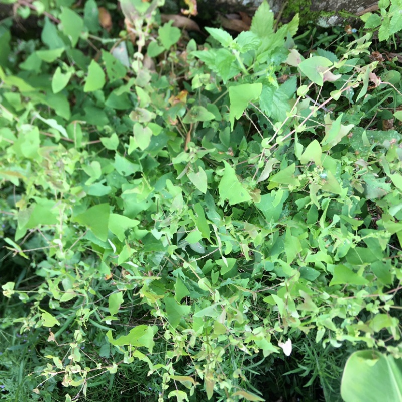 野生中草材料杠板归刺犁头老虎利老虎刺无硫日晒煲凉茶