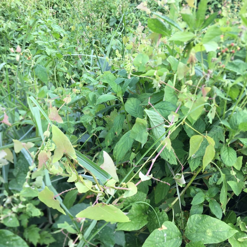 野生中草材料杠板归刺犁头老虎利老虎刺无硫日晒煲凉茶