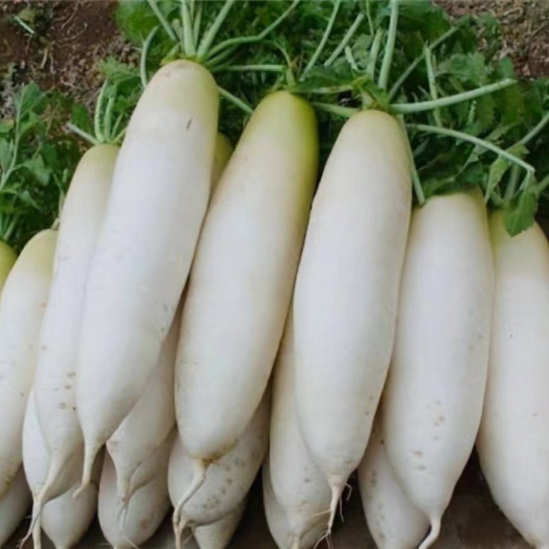 新鲜，大萝卜，现货，现拨现发