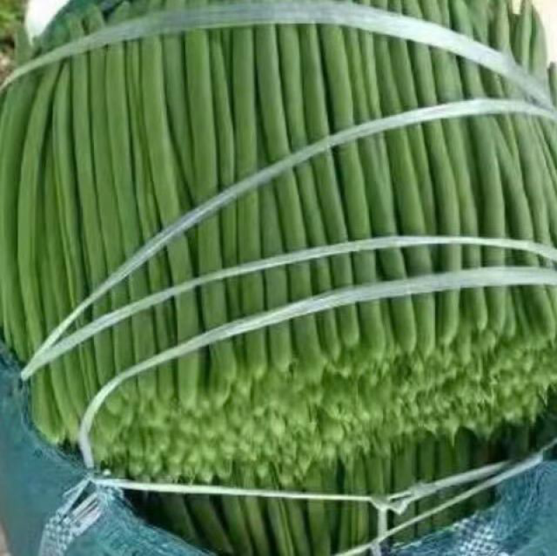 小金豆现货大量上市中云南产地直发一手货源