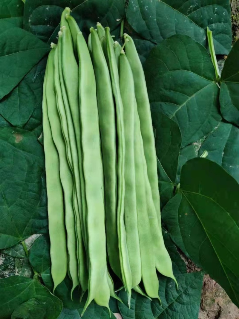 小金豆现货大量上市中云南产地直发一手货源