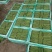 小金豆现货大量上市中云南产地直发一手货源