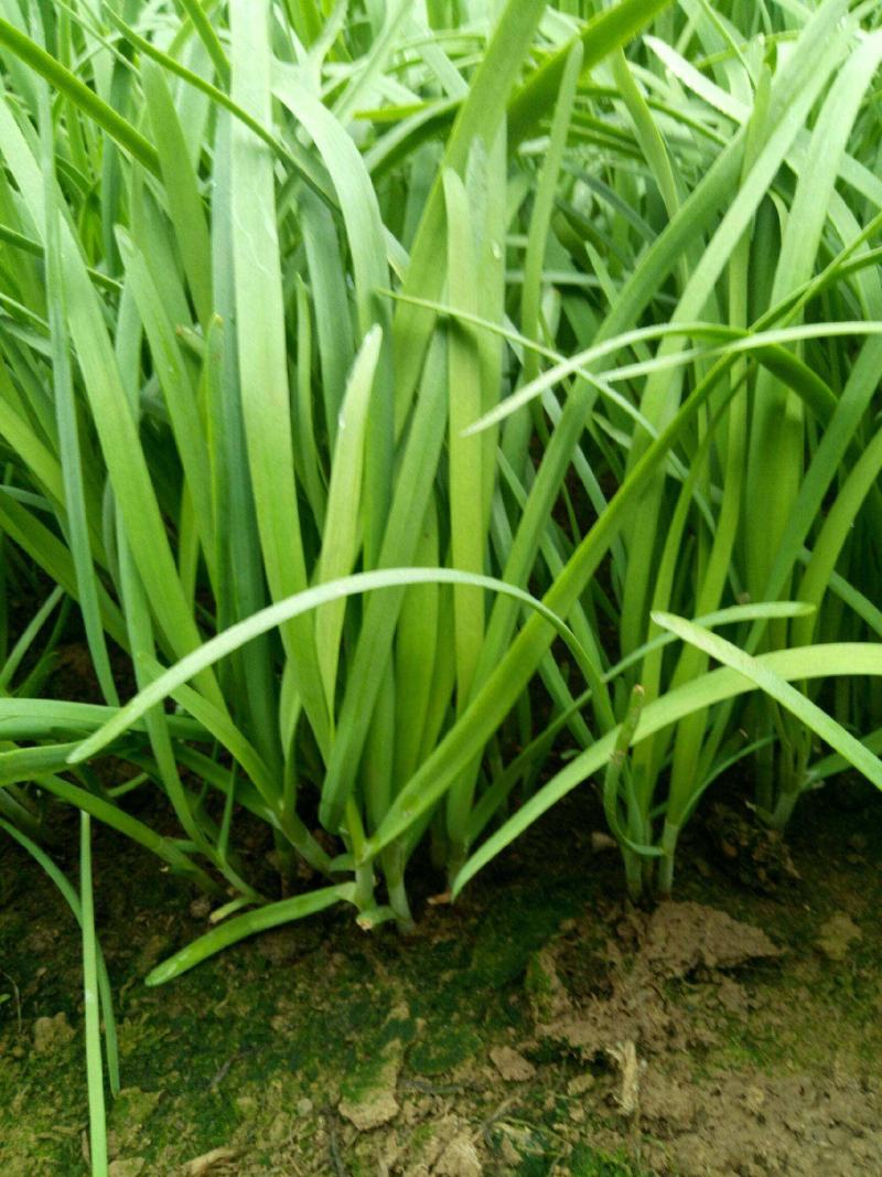 韭菜种子四季可播韭菜籽韭菜割茬多次采收易种蔬菜种子